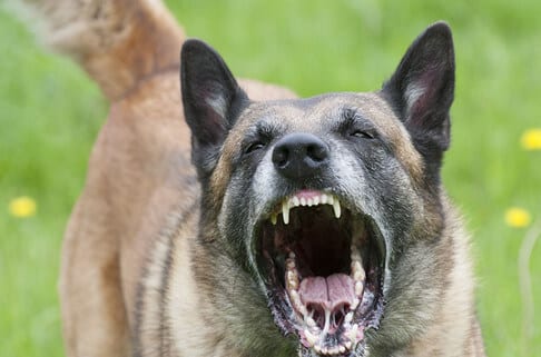 Fort Worth Dog Bite Attorneys Animal Attacks Lawyer Tarrant County