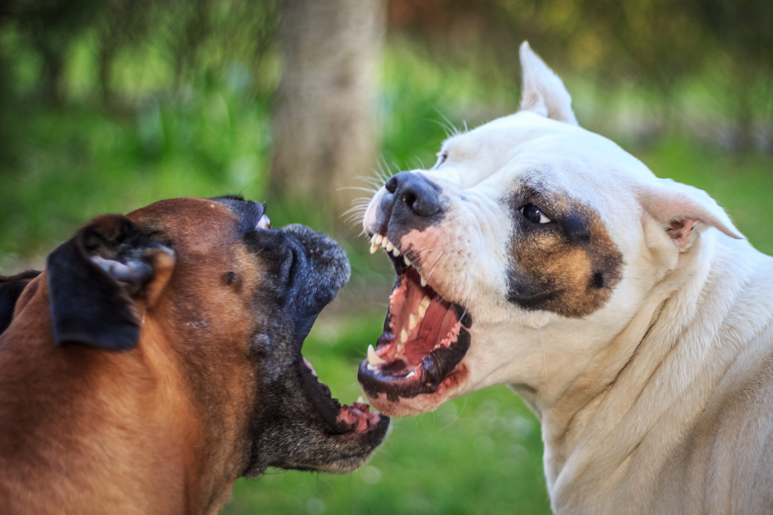 When the Neighbor's Dog Bites Yours: Proving Legal Liability in Texas - Fulgham Hampton Law Group When the Neighbor's Dog Bites Yours: Proving Legal Liability in Texas - Fulgham Hampton Law Group